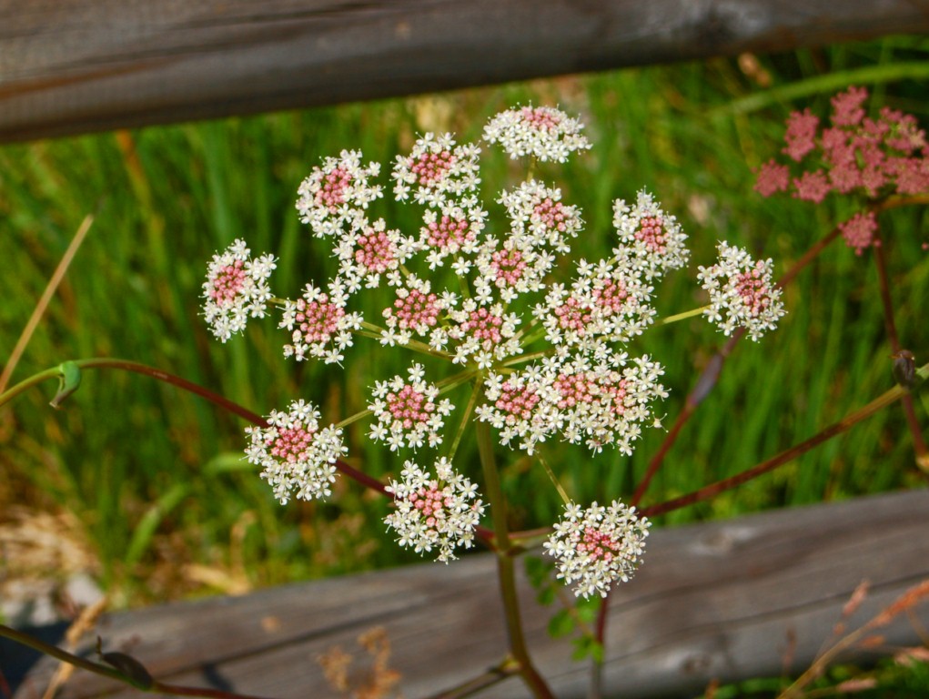 Peucedanum cervaria (=Cervaria rivini ) / Imperatoria cervaria